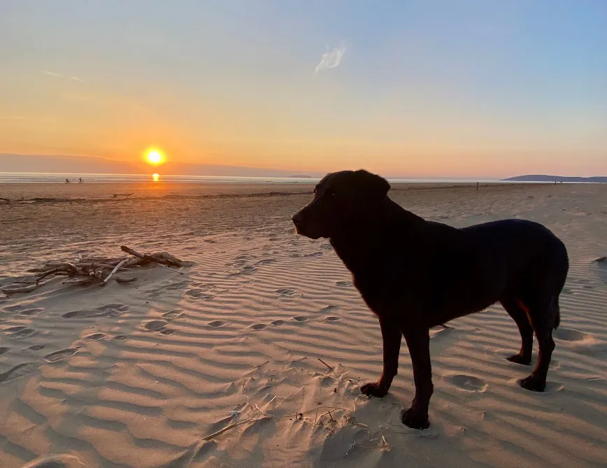 Black Labrador at sunset on Berrow Beach with Brean Down in the distance